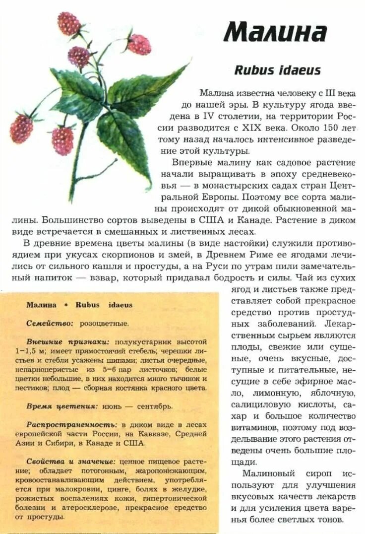 Текс песни малиновый свет. Малиновый цвет. Розовые цвета названия. Малиновый цветок песня. Малиновый цветов текст.