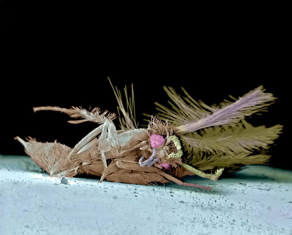 Мошка под микроскопом фото. Мошка под микроскопом. Астраханская мошка под микроскопом. Мошкара под микроскопом.