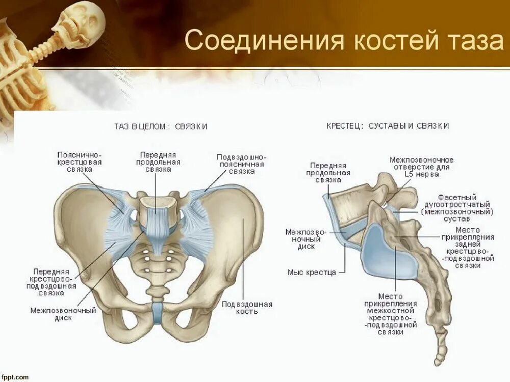 Анатомия костей таза и сочленений. Крестцово копчиковый сустав строение. Крестцово копчиковый сустав связки. Крестцово подвздошный сустав анатомия строение.