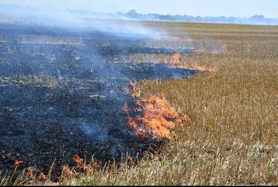 Сжигание полей. Горящее поле. Пожар в поле. Пожар на пшеничном поле. Пожары на сельхоз полях.