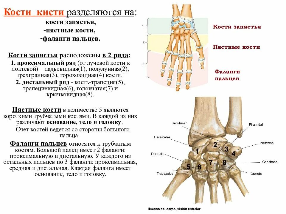 Фаланги пальца тип соединения. Кости кисти лучезапястный сустав анатомия. Строение кисти гороховидная кость. Лучезапястный сустав гороховидная кость. Кости лучезапястного сустава анатомия человека.