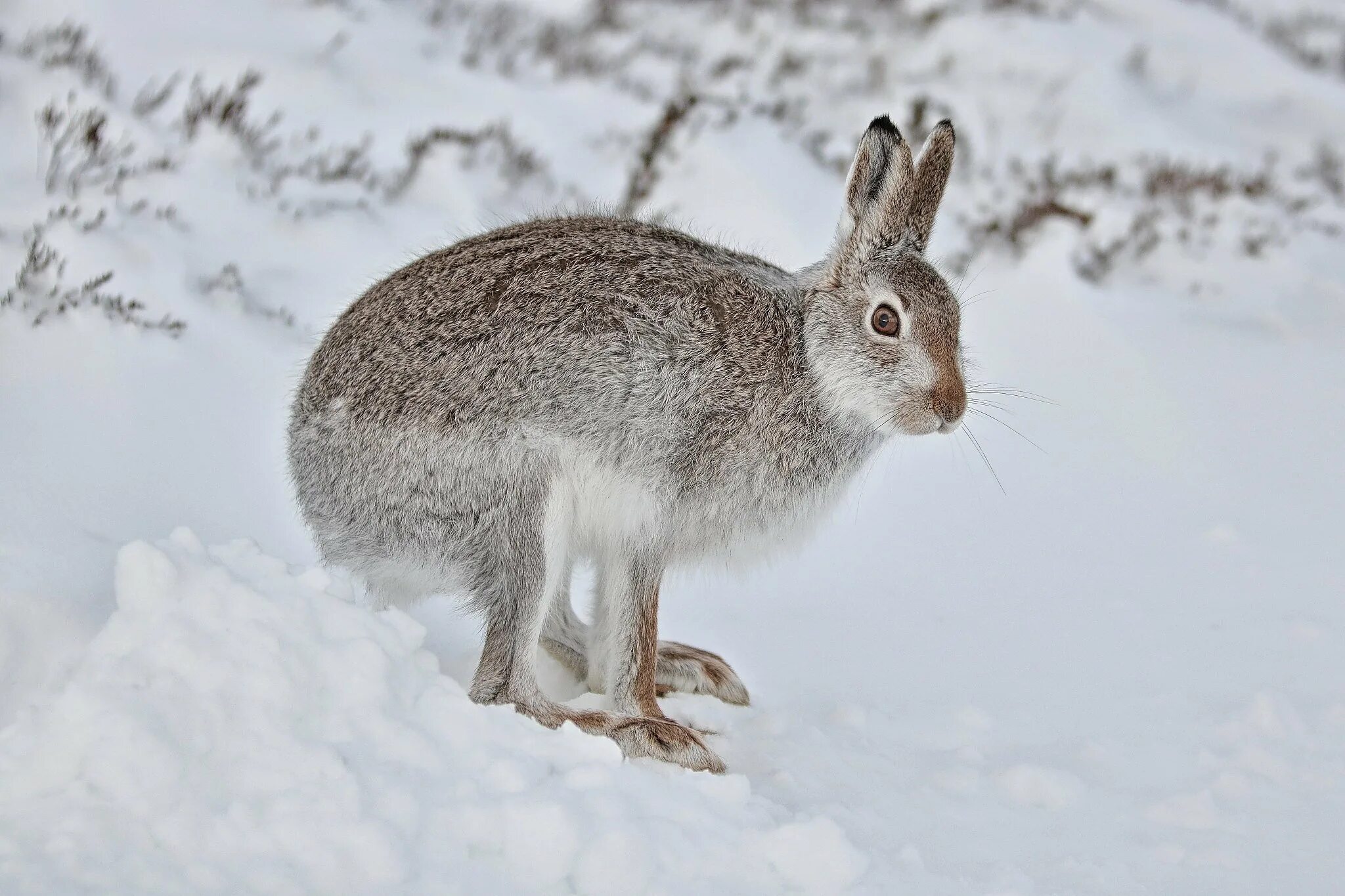 Заяц беляк летом и зимой. Заяц русак меняет окраску. Беляк русак тумак. Арктический заяц. Заяц беляк летом.