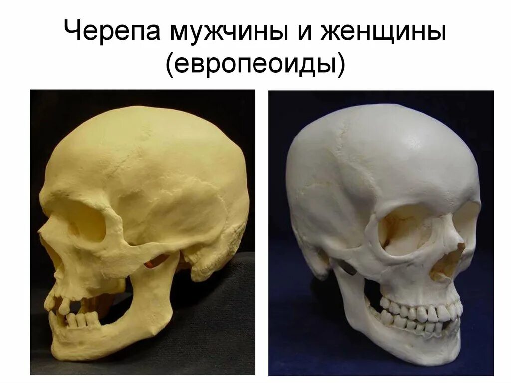 Отличие мужского и женского черепа. Женский череп анатомия. Отличие мужского и женского черепа. Череп мужчины и женщины. Мужской череп анатомия.