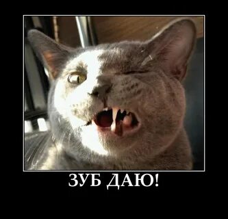 Не дам картинка смешная