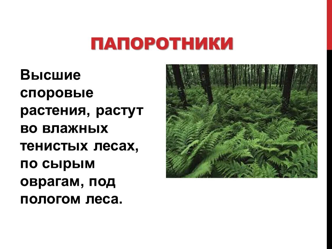 Общая характеристика папоротников 6 класс. Высшие споровые растения папоротники. Высшие споровые растения Щитовник. Моховидные, плауны, хвощи, папоротники .. Папоротникообразные плауны хвощи папоротники.