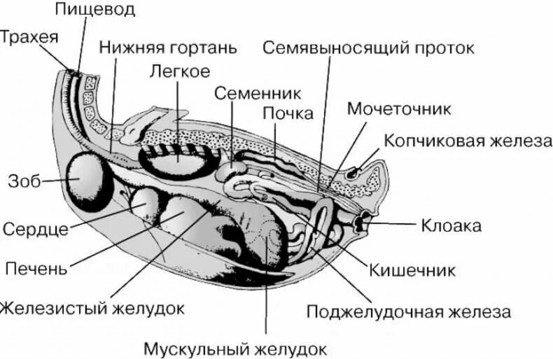 Строение утки внутренние органы. Утка внутреннее строение. Внутреннее строение уток. Пищеварительная система утки анатомия. Пищевод зоб