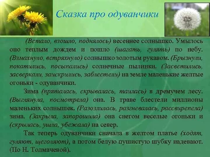 Одуванчик произведение 2 класс. Сказка про одуванчики Толмачева. Рассказать о одуванчике. Рассказ про одуванчик. Одуванчик для дошкольников.