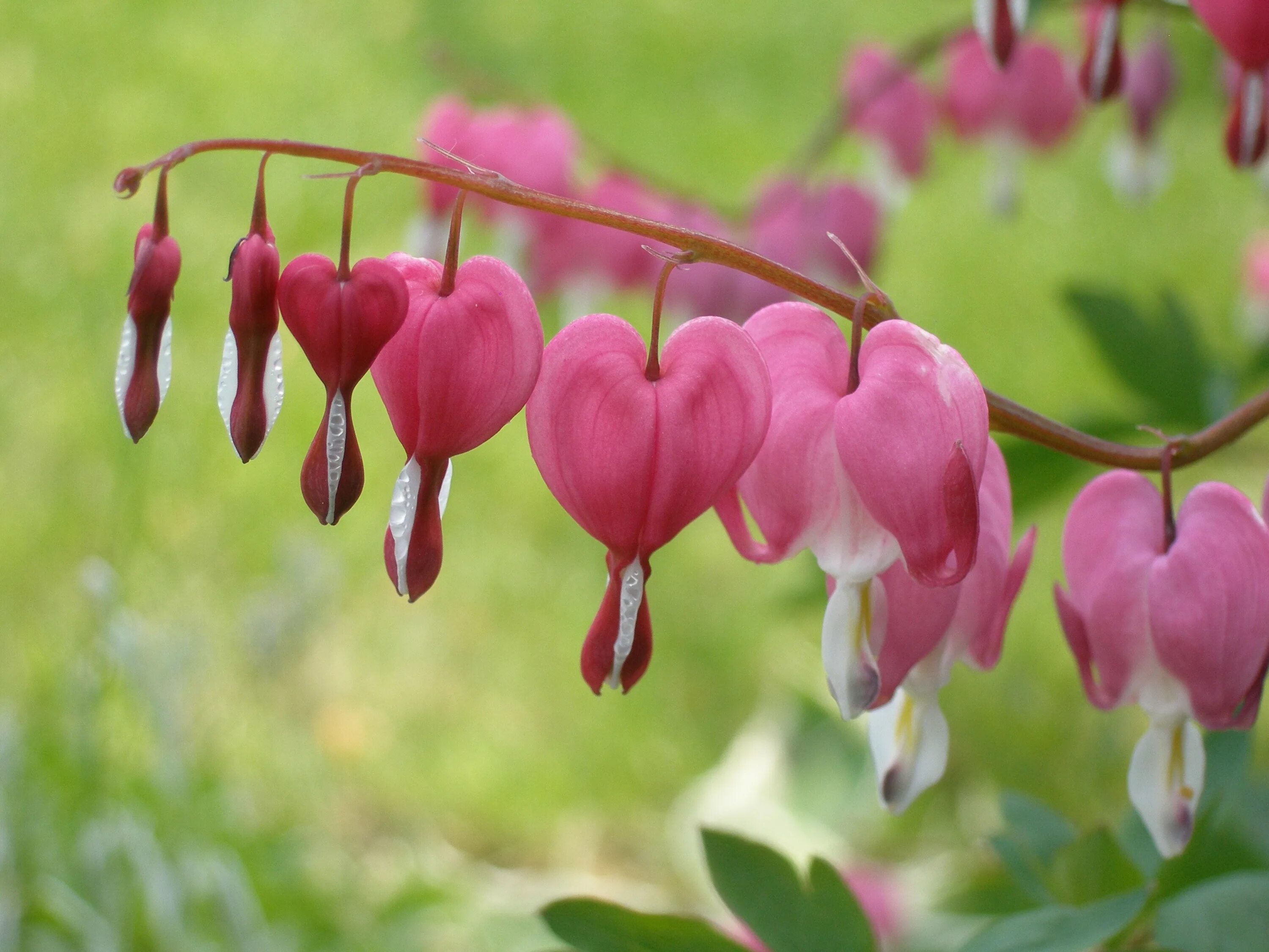 Дицентра бродяжная Dicentra Peregrina. Дицентра Dicentra spectabilis. Дицентра spectabilis Pink. Дицентра великолепная (Dicentra spectabilis).