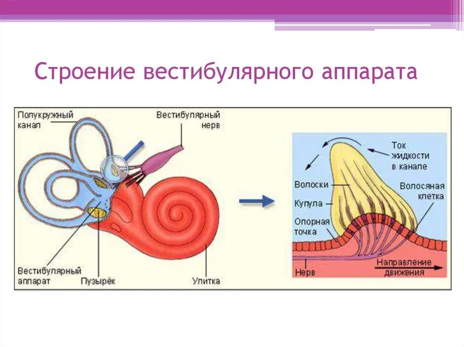 Строение 8. Внутреннее ухо вестибулярный анализатор анатомия. Строение внутреннего уха орган равновесия. Строение внутреннего уха отолитовый аппарат. Строение анализатора органа равновесия.