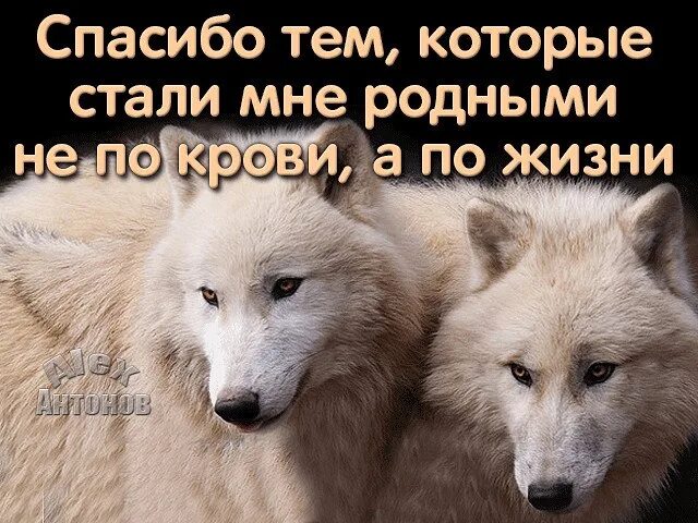 Родственник по духу 6 букв. Цитаты про родственников. Стал родным цитаты. Цитаты про родню. Спасибо родным не по крови а по жизни.