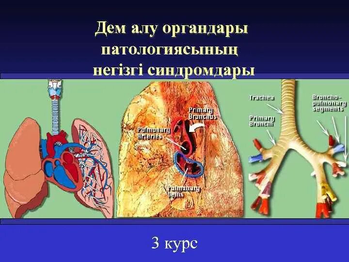 Дем алуу системасы презентация. Дем алу органы. LTV FKEE. Биология дем алу.