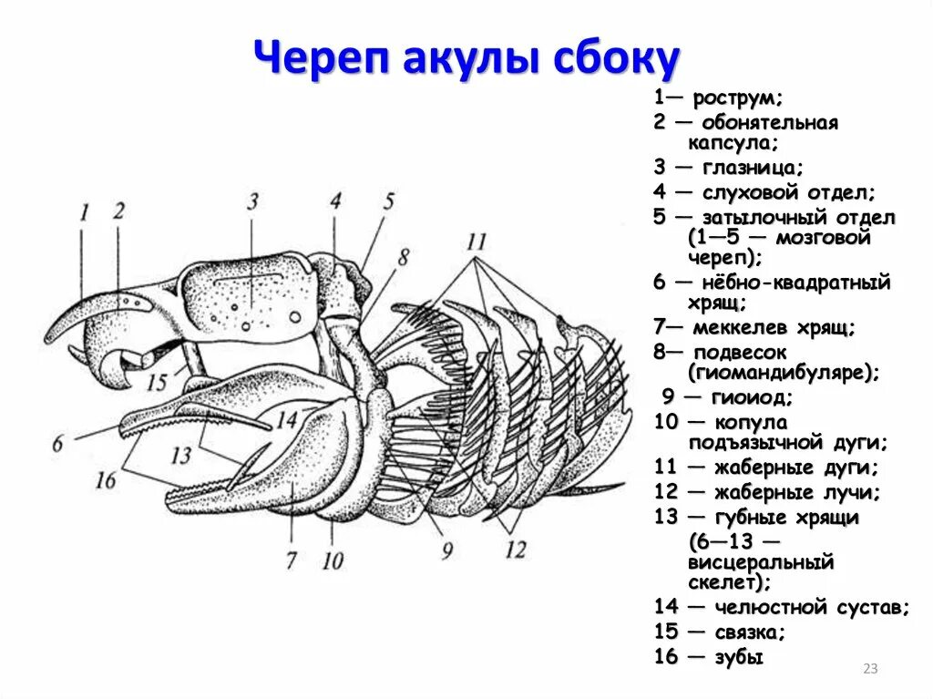 Череп акулы строение. Строение черепа хрящевых рыб. Скелет черепа хрящевых рыб. Череп акулы сбоку. Позвоночник неподвижно соединен с черепом у рыб