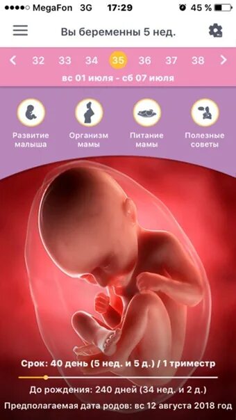 Недели беременности. 13 Недель скок мес. 13 неделя даты