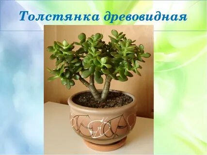 Польза цветка денежное дерево
