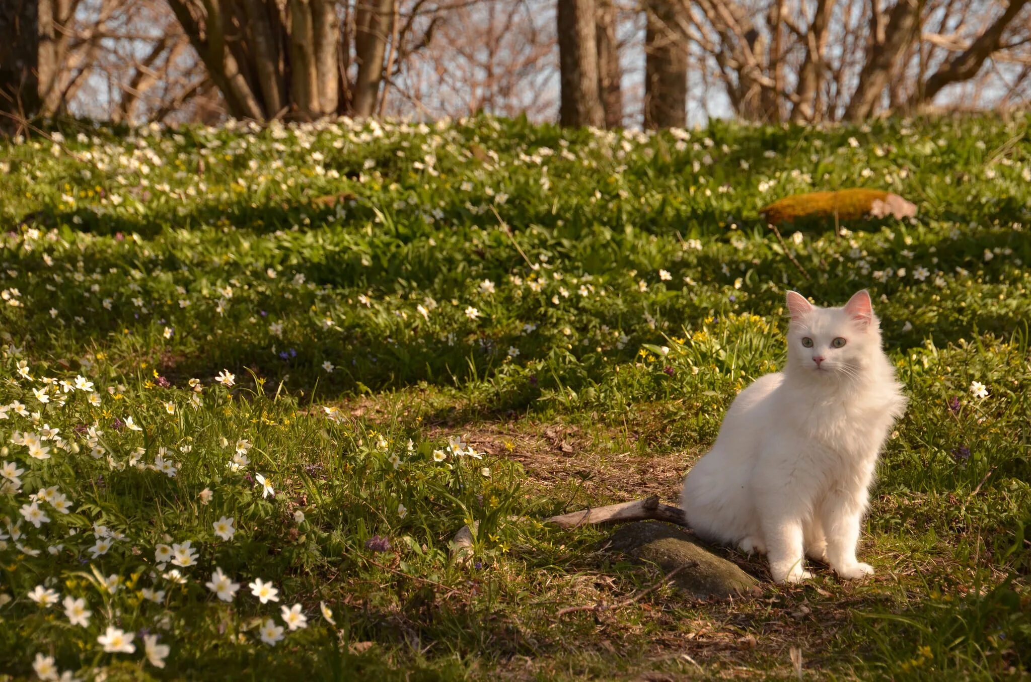 Весенняя кошечка