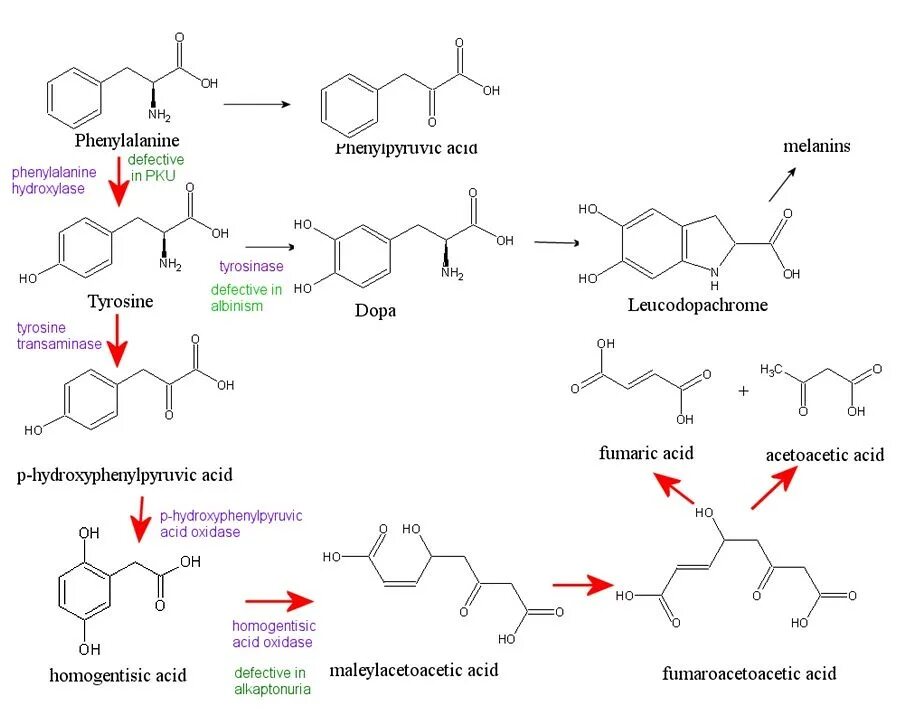 Фенилаланин биохимия. Финилаланингидроксилаза. Фенилаланин гидроксилаза. Фенилаланин 4 гидроксилаза. Алкаптонурия биохимия.
