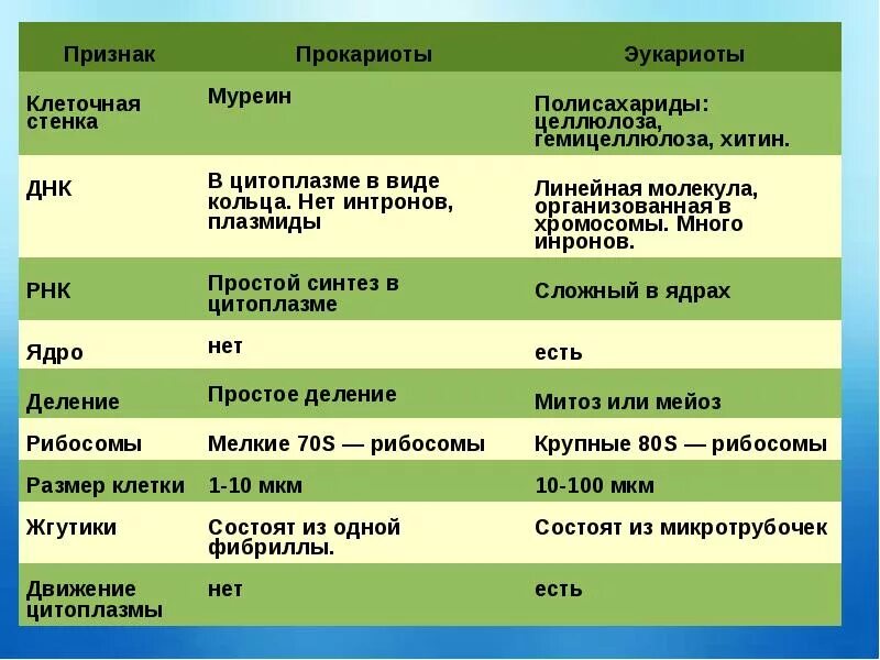 Клетки прокариот отличаются