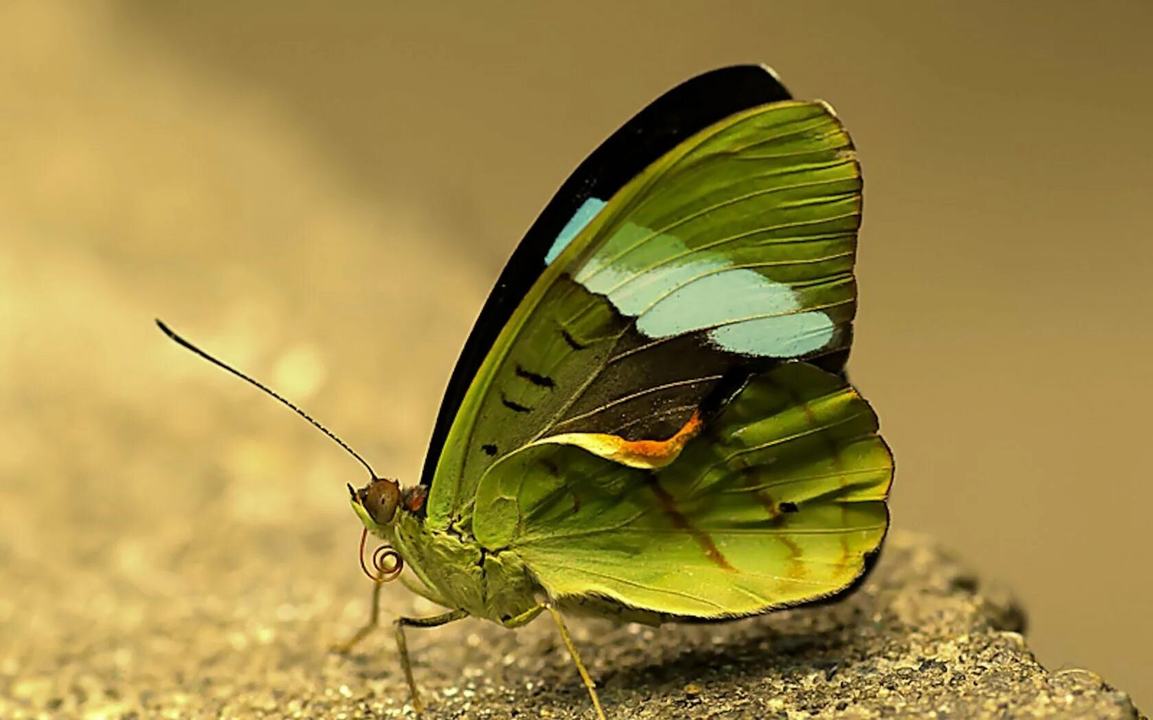 Оливковая ЭКОФОРА бабочка. Зеленая бабочка. Салатовая бабочка. Красивая зеленая бабочка. Черно зеленая бабочка