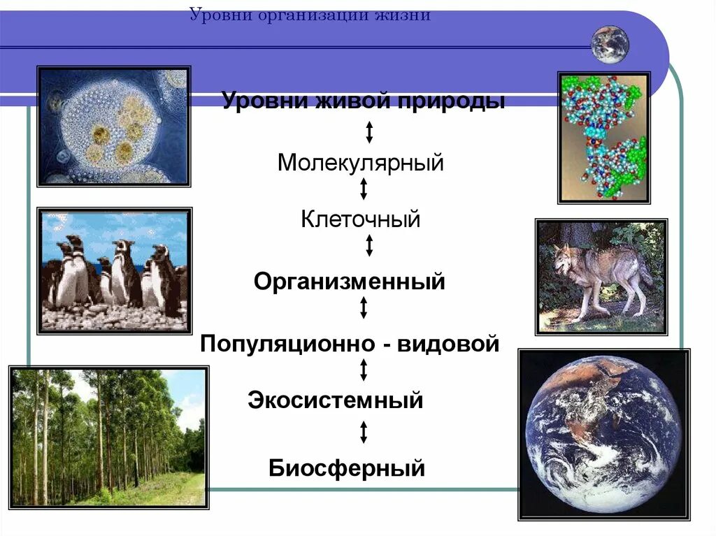 Биосферный уровень общая характеристика. Уровни организации жизни. Уровни организации живой природы. Уровни организации живого. Уровни организации живой природы Экосистемный.