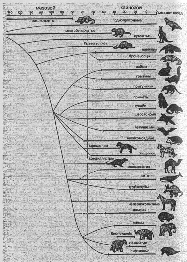 Филогенетическое Древо грызунов. Эволюция млекопитающих схема. Эволюционное Древо млекопитающих. Эволюционное Древо позвоночных. Млекопитающие древо