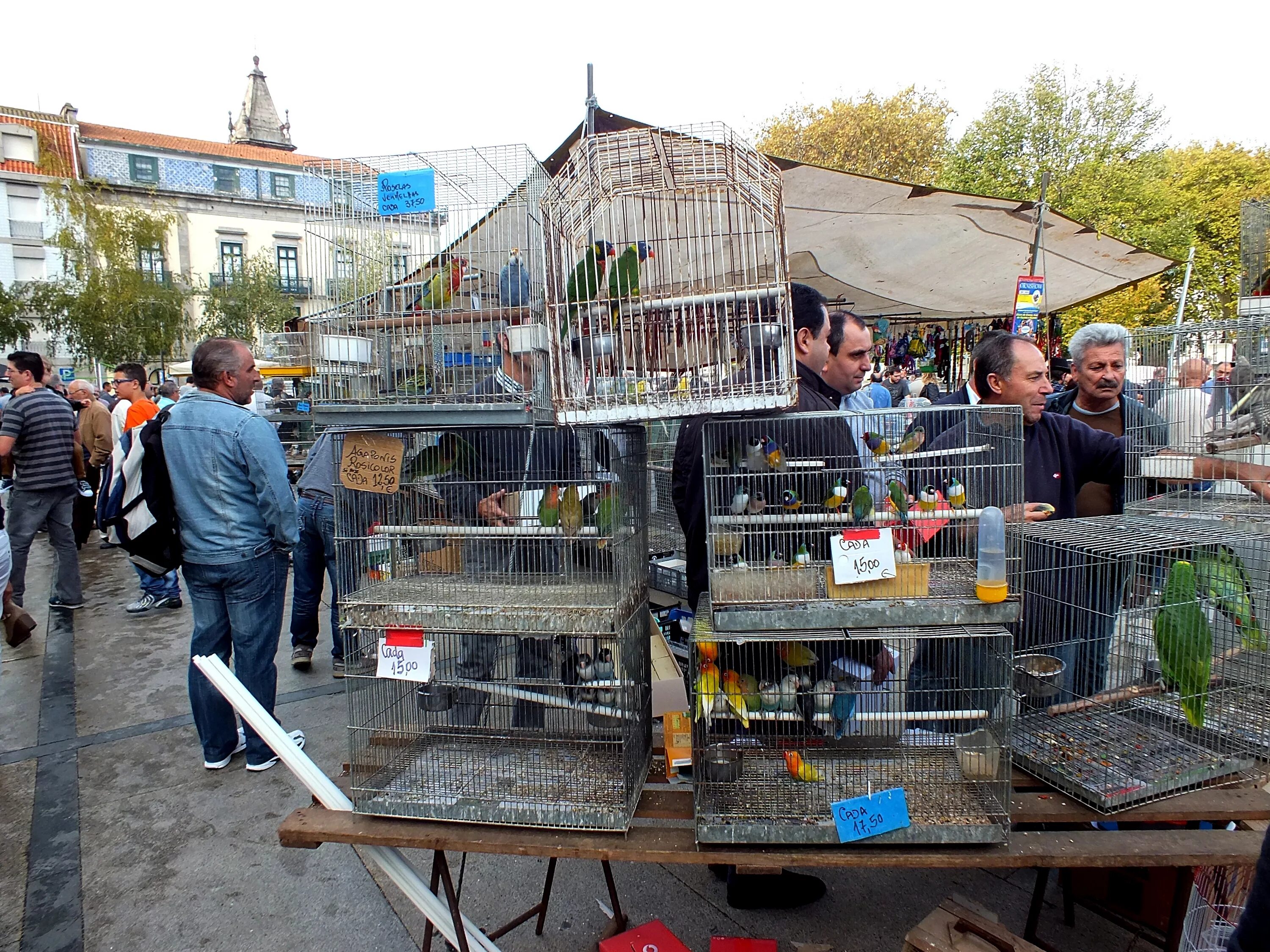 Птичий рынок Котельники. Рынок в Москве птичий рынок. Москва птичий рынок животные. Голубиный рынок.