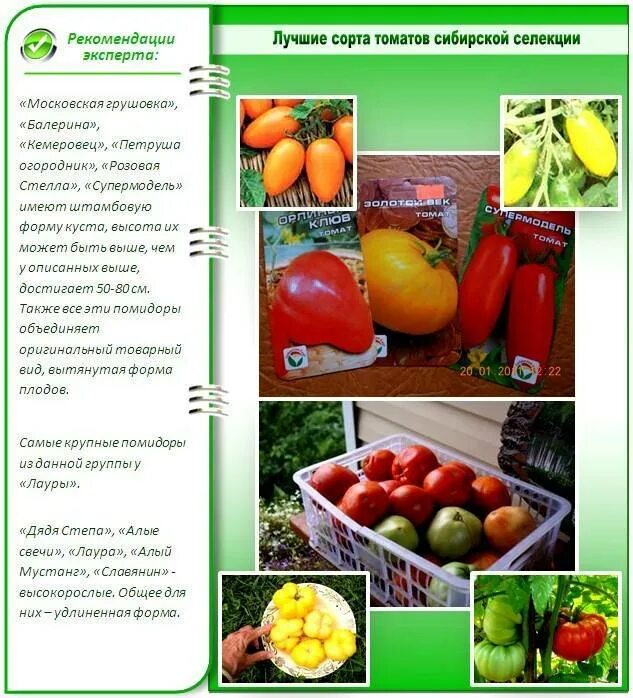 Лучшие сорта помидор для теплицы из поликарбоната. Томаты сибирской селекции очень урожайные для теплиц. томаты лучшие сорта для урала сибирской селекции раннеспелые. томаты лучшие сорта для урала сибирской селекции для открытого. семена томатов для урала сибирской селекции.