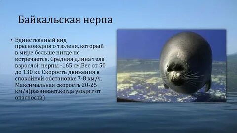 Нерпа красная книга