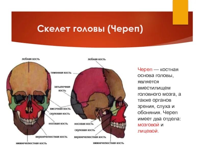 Скелет головы особенности. Строение скелета головы человека. Кости скелета головы человека анатомия. Скелет головы мозговой отдел черепа. Скелет головы череп лицевой отдел.