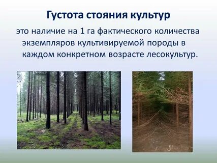 Густота это