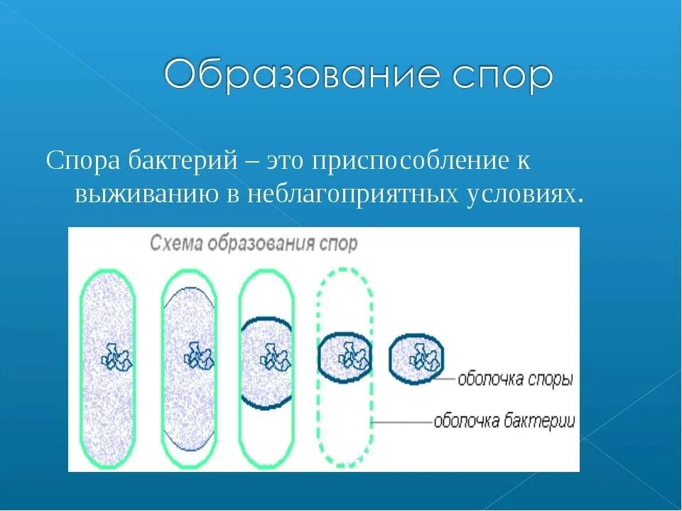 Оболочка споры бактерии