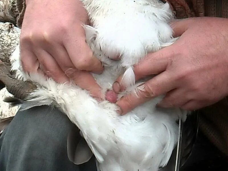 У птиц есть пол. Селезень аргентинской утки. Как происходит оплодотворение у птиц. У птиц есть пол. У птиц есть пол.