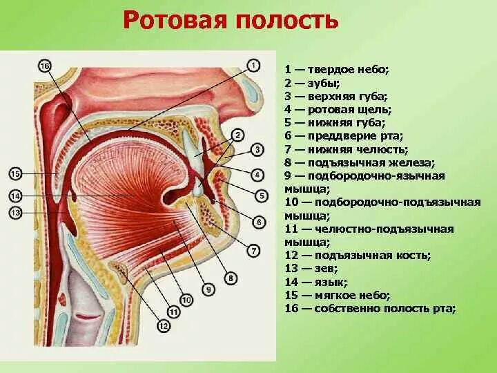 Полость рта 1 6. Строение ротовой полости на латыни. Строение мышц ротовой полости. Анатомическое строение ротовой полости. Ротовая полость анатомия человека функции.