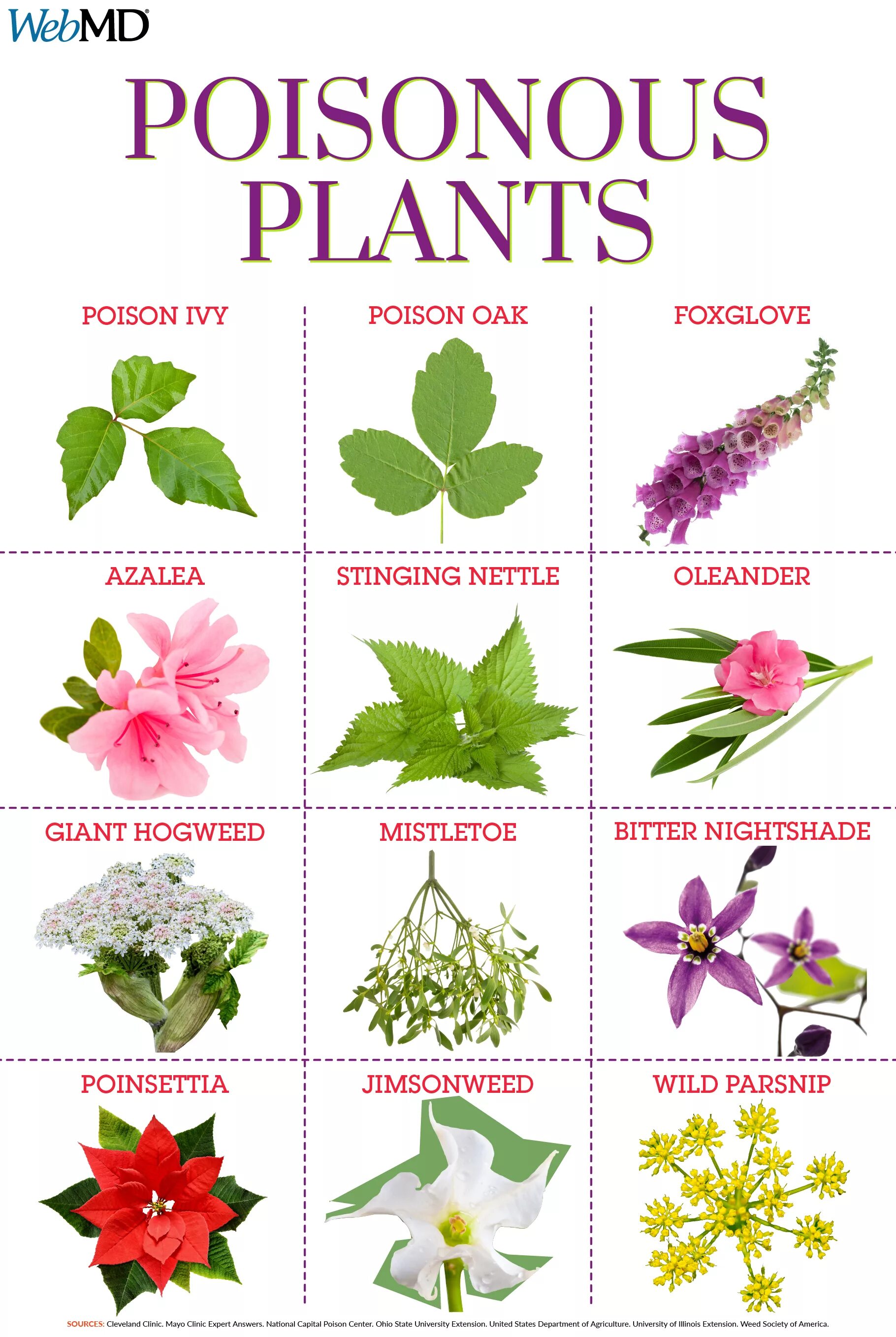 Poison plant. Poisonous Plants. Список съедобных цветов. Садовые цветы со съедобными листьями.