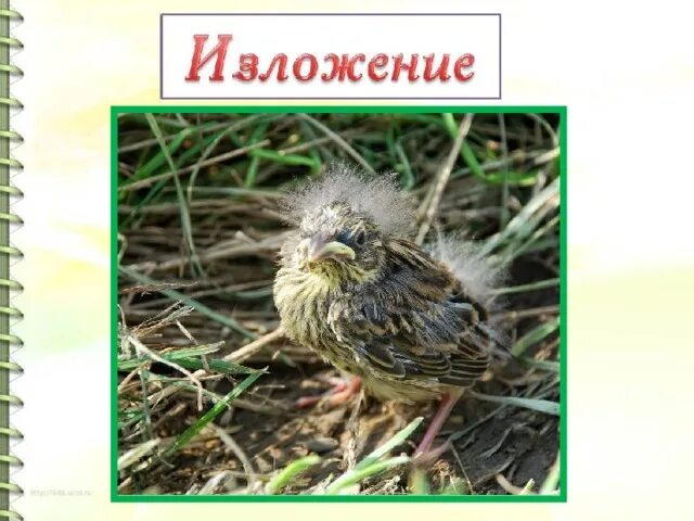 Помощь дроздам