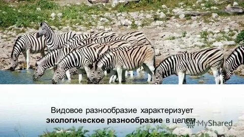 Большим видовым разнообразием