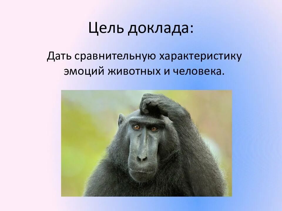 Внутренние чувства животных. Эмоции животных доклад. эмоции животных доклад в картинках. сравнительная характеристика эмоций человека и животных. эмоции животных в рисунках и фотографиях 4 класс проект.
