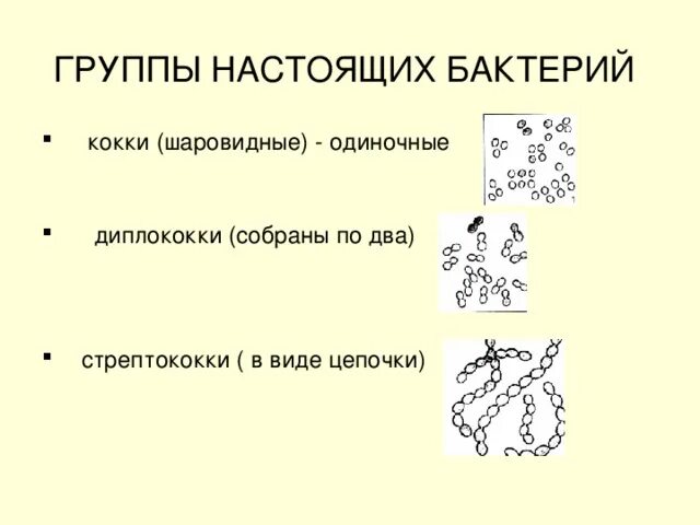 Царство настоящие бактерии. Биология 7 класс Подцарство настоящие бактерии. Классификация бактерий настоящие бактерии. Подцарство настоящие бактерии примеры. К какому виду относятся бактерии