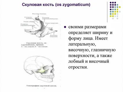 Большая скуловая кость