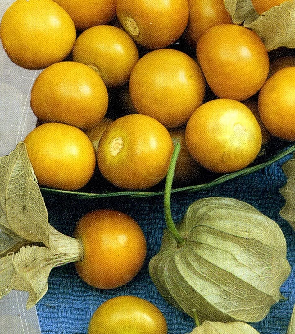 Помидоры физалис фото Физалис (Physalis), или мексиканский томат Онлайн-курсы