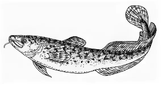 Налим рисунок. Налим контур. Налим раскраска. Налим черно белые. Налим раскраска для детей