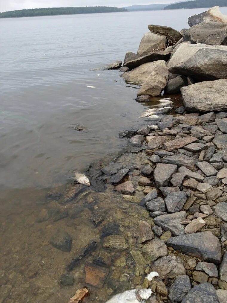 Майская рыбалка. Волчихинское водохранилище рыба. Волчихинское водохранилище рыба. Места ловли судака на волчихинском водохранилище. Волчихинское водохранилище рыба.