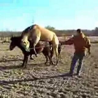 Кобылки видео