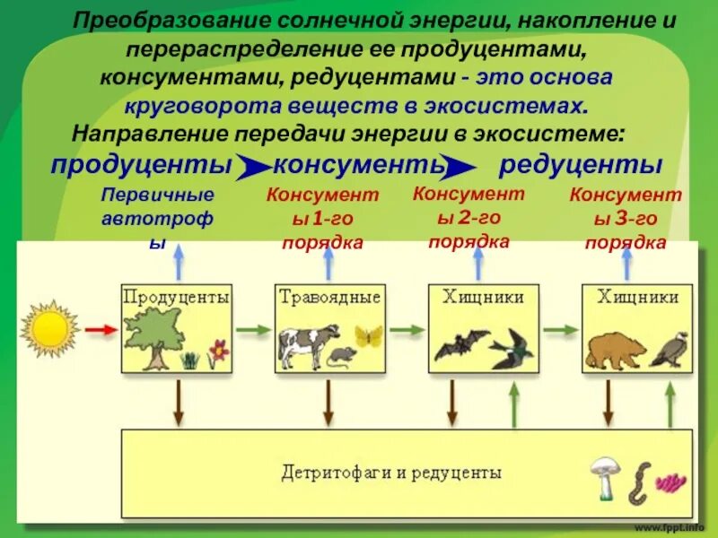 Редуценты 1 и 2. Продуценты консументы и редуценты это. первичные продуценты в экосистемах. экосистема продуценты консументы редуценты. первичные консументы в экосистемах.