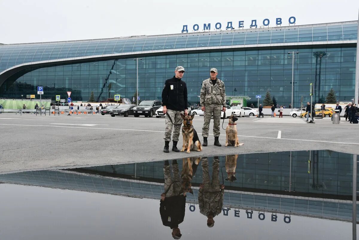 Аэропорт Домодедово безопасность. Охрана аэропорта Домодедово. V служба безопасности Домодедово аэропорт. Кинологи аэропорт Домодедово.