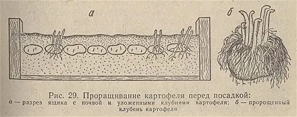 Температура почвы для посадки картофеля. Глубина посадки картофеля. Температура почвы для посадки картошки. Проращивание картофеля схема.