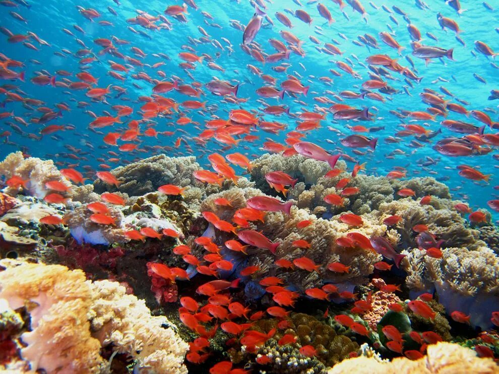Разнообразие водных организмов. Кайо-Гильермо коралловый риф. Рыбки риф Бич. Открытый океан Пелагическая экосистема. Биогеоценоз Барьерный риф.
