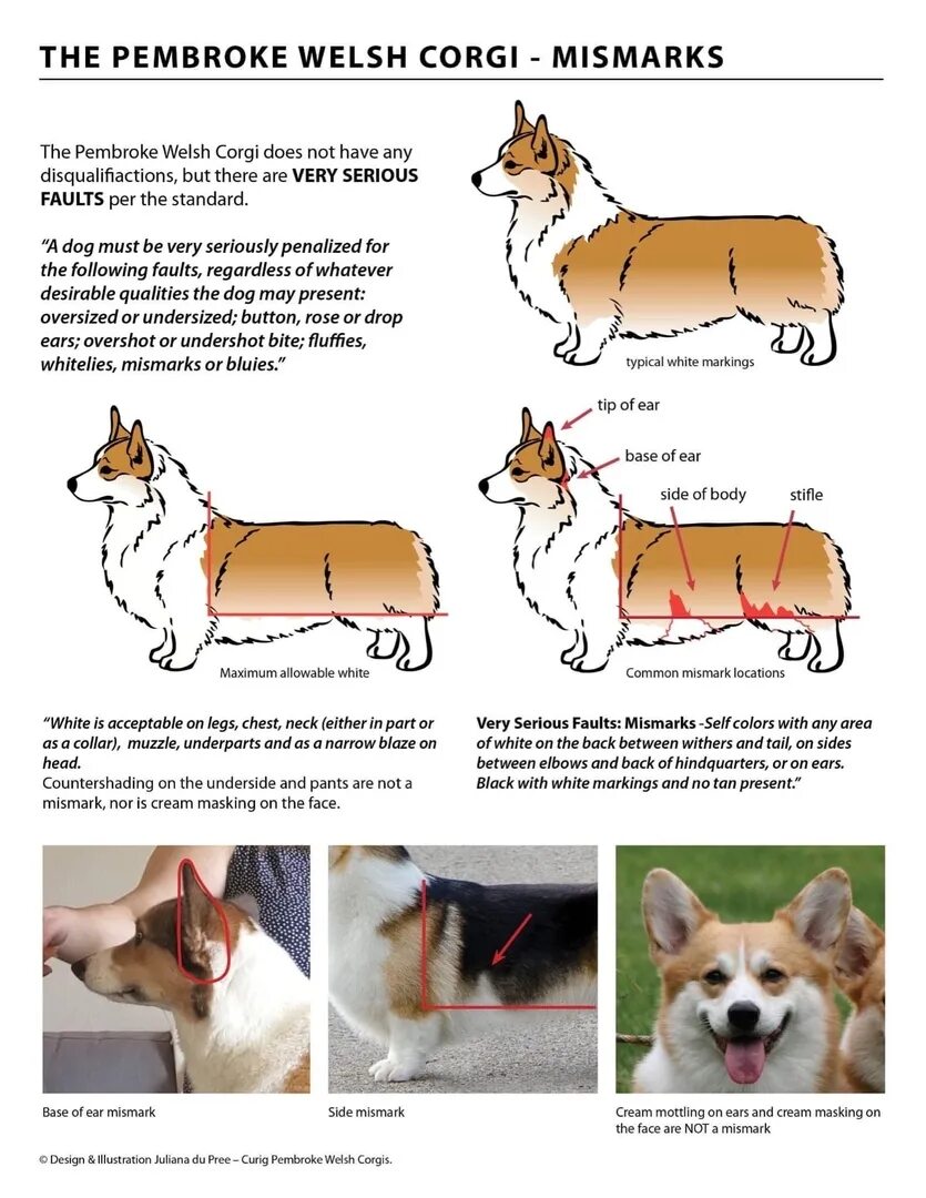 Вельш корги пемброк. Вельш корги стандарт породы. Стандарт вельш корги пемброк. Корги пемброк стандарт породы.
