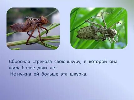 Живет более