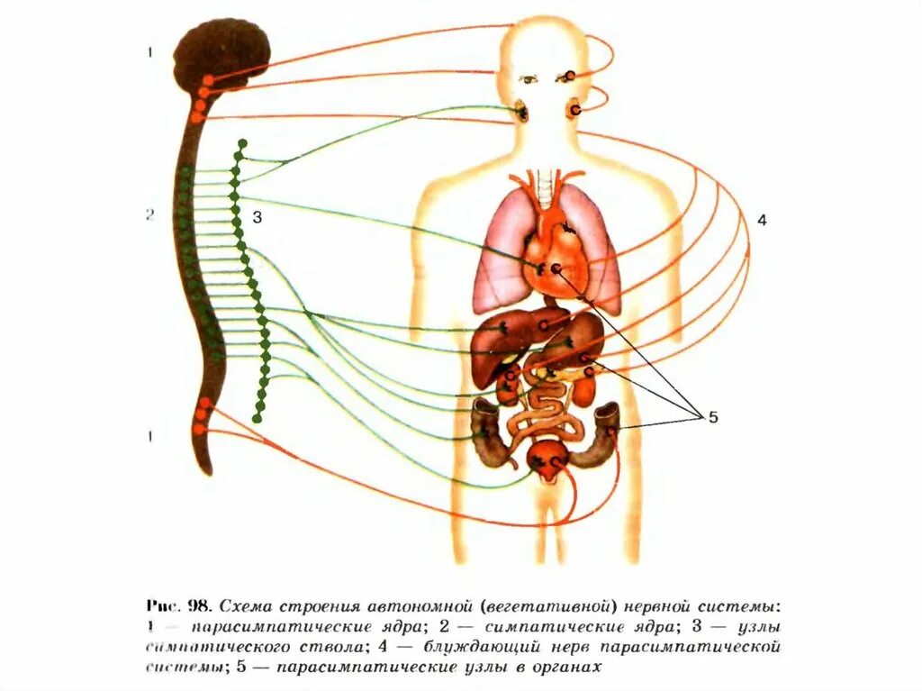 Отделы нервной системы 8 класс биология. Биология соматический и вегетативный отделы нервной системы. Соматическая нервная система и вегетативная нервная система отделы. Строение симпатического отдела вегетативной нервной системы схема. Вегетативная нервная система конспект