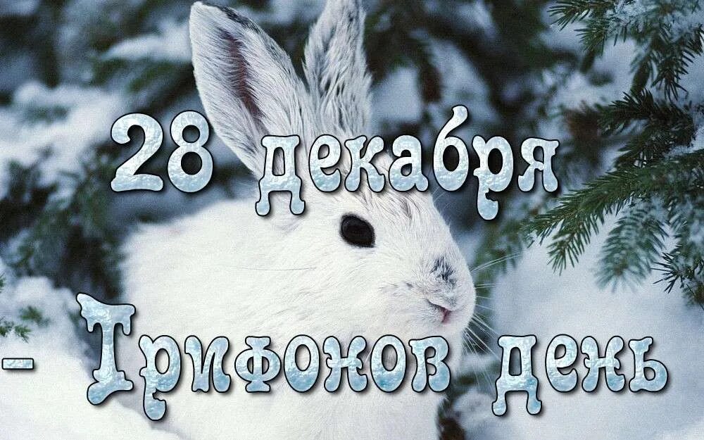 28 Декабря. 28 Декабря день. Открытки 28 декабря. 28 Декабря день Трифона.